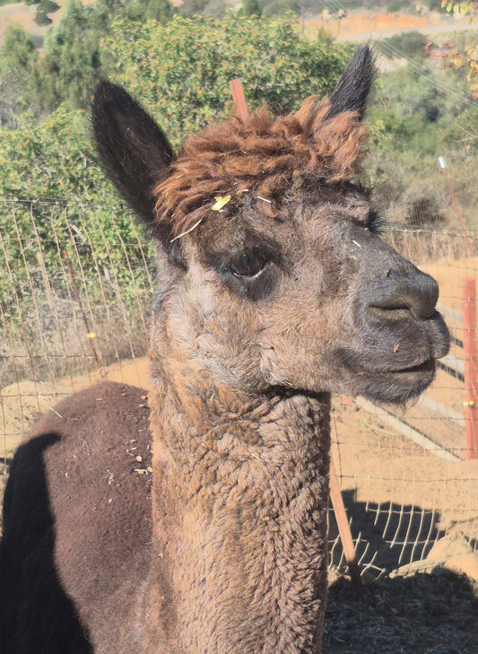 LYON'S PEAK CHIPPENDALE