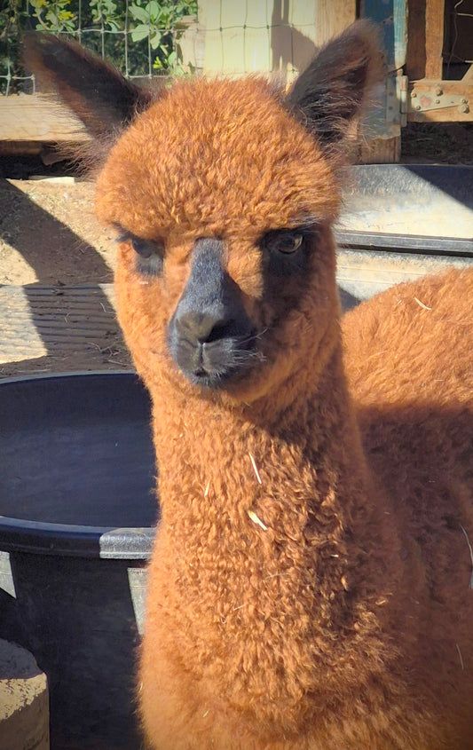 ELLA'S CRIA (2025)