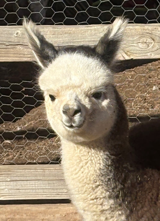 GRACELYNN OF PJA'S CRIA (2025)