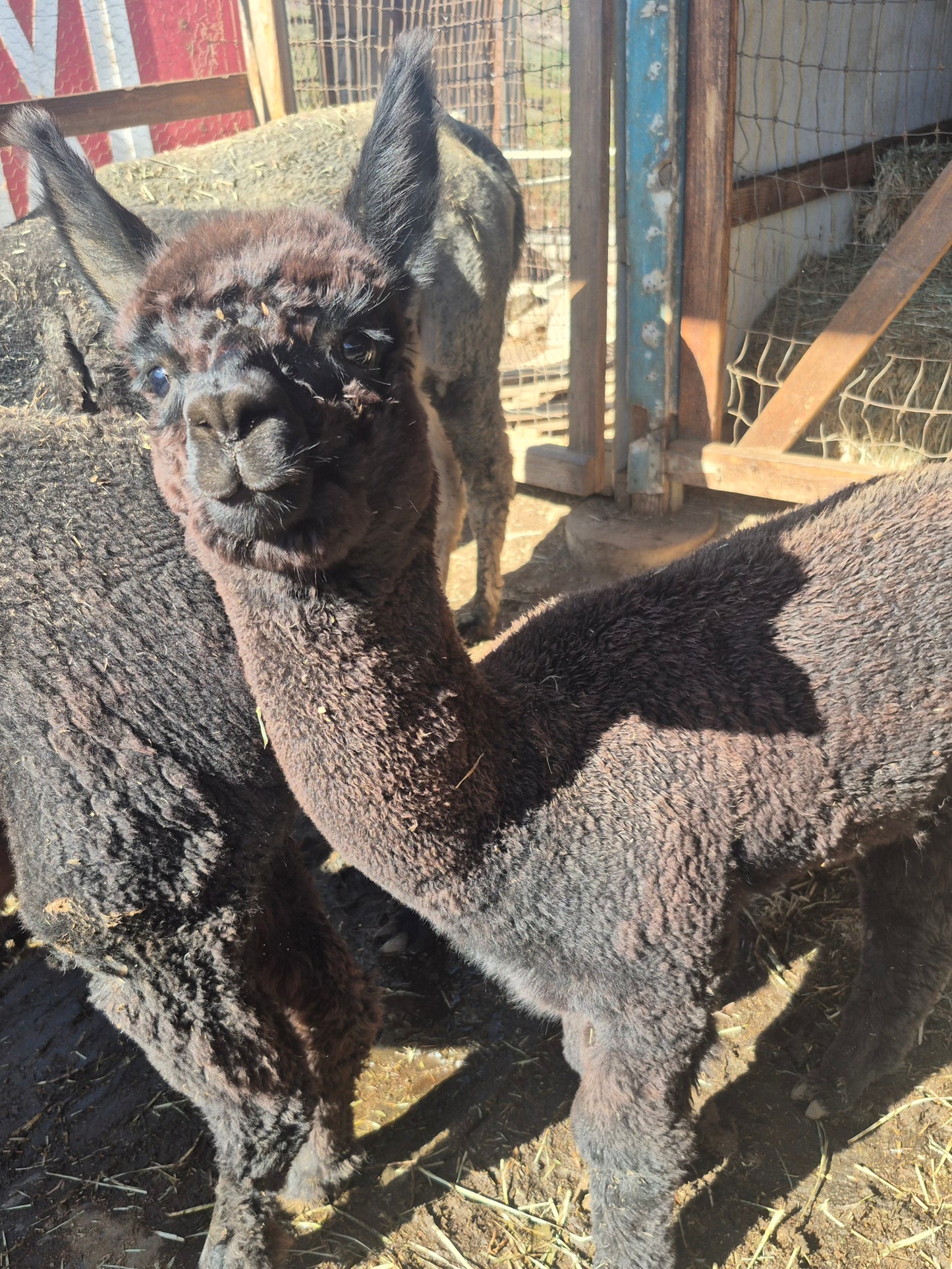 Luna's cria