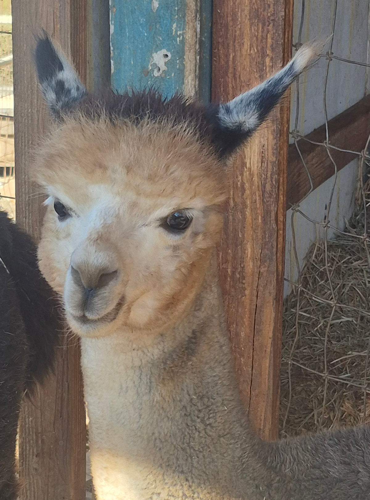 Oreo's Cria