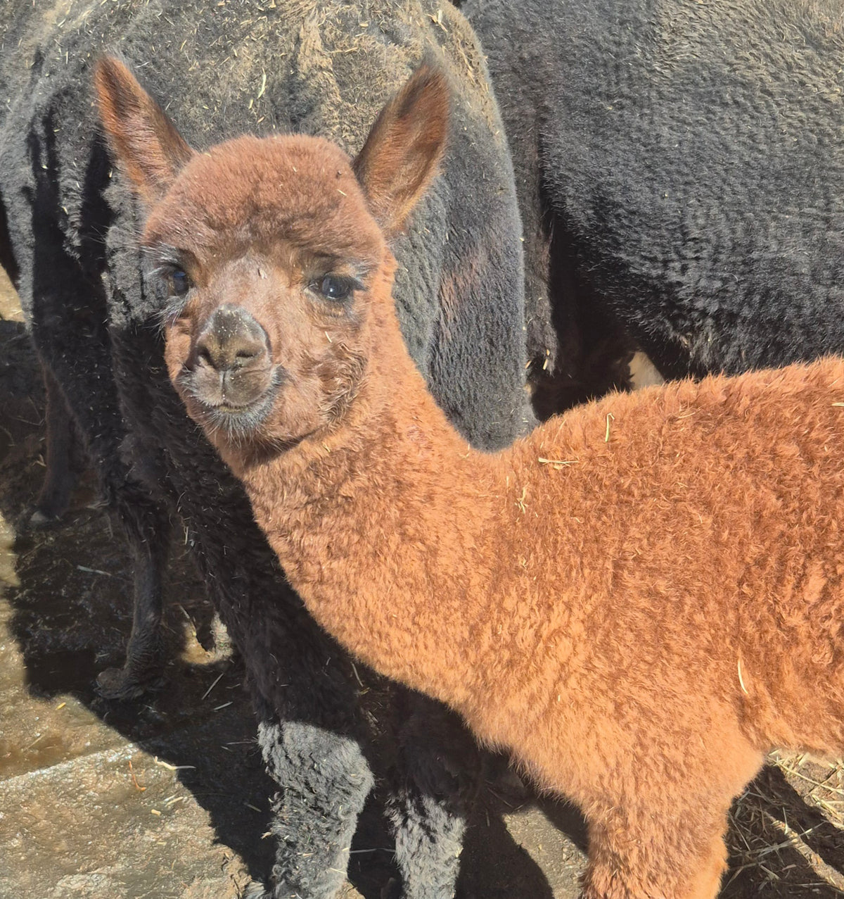 PEACHES 'N CREAM'S CRIA