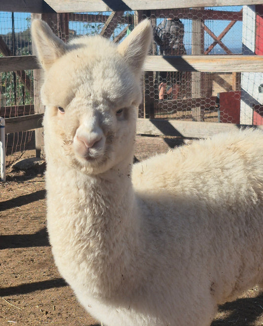 PEANUT'S CRIA (2025)