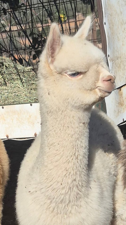 PINDA MAY'S CRIA (2025)