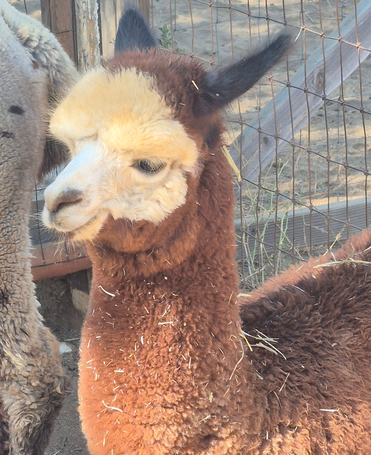 Rose's Cria
